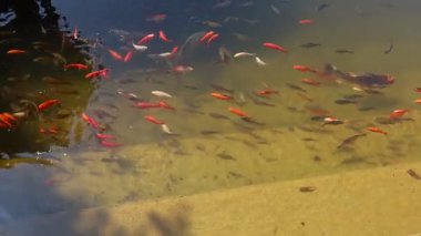 Göldeki koi balığı.