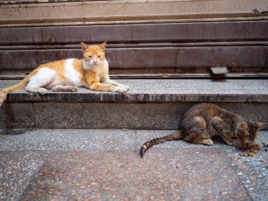 Kedi sokakta yatıyor.