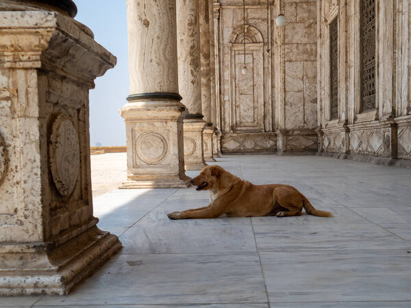 собака в городе Джерси, Израиль