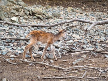 Ormandaki genç kızıl geyik