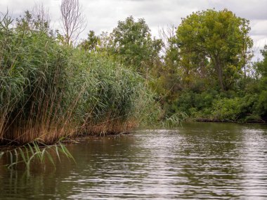 Yazın ormanda bir nehir.