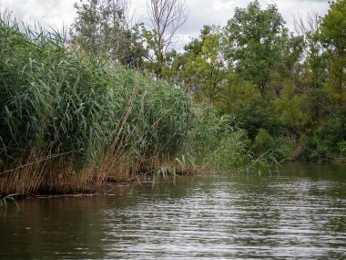 Yaz ormanındaki nehir..