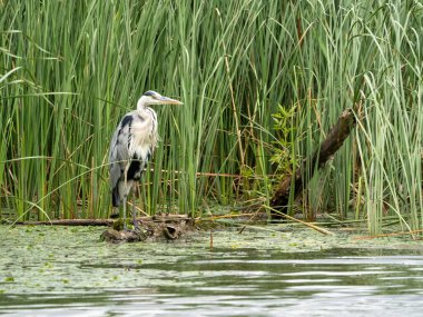 Nehirdeki büyük gri balıkçıl