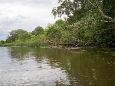 Ormandaki nehir, yaz manzarası