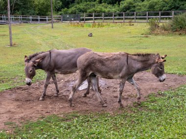 Akşamları çiftliğin çayırındaki atlar.