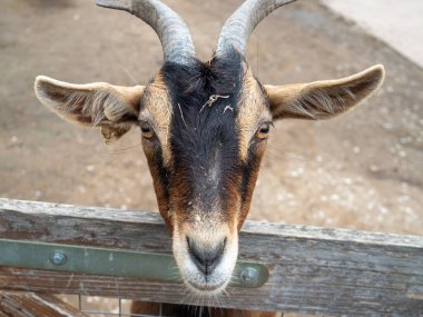 Boynuzlu kahverengi bir keçinin yakın plan çekimi.