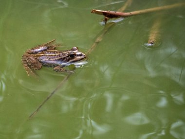 Gölette yüzen kurbağa.