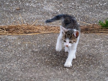 Yazın sokaktaki kedi. Yavru kedi yürüyor