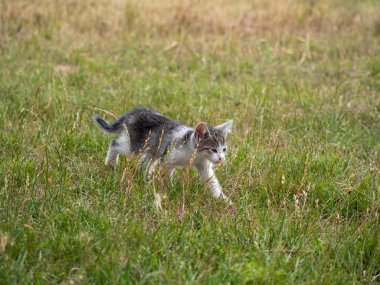 Kedi yeşil çimlerde yürüyor..