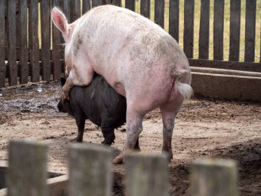 Çiftlikte beyaz ve siyah bir domuz yavrusu