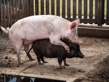 Kafesteki genç domuz.