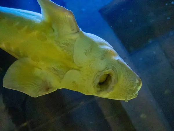 Akvaryumdaki bir balığa yaklaş.