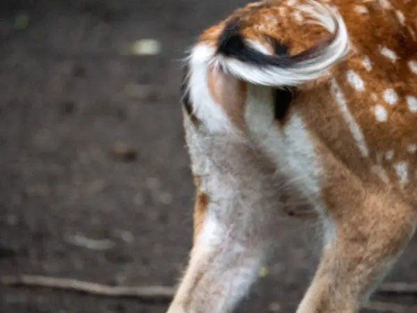 Parktaki genç ve güzel bir geyiğe yaklaş.