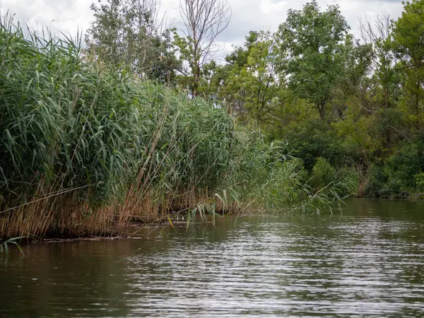 Yaz ormanındaki nehir..