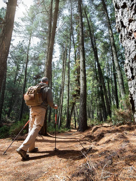 Muž Středního Věku Chodí Vycházkovými Holemi Batohem Středomořském Lese — Stock fotografie