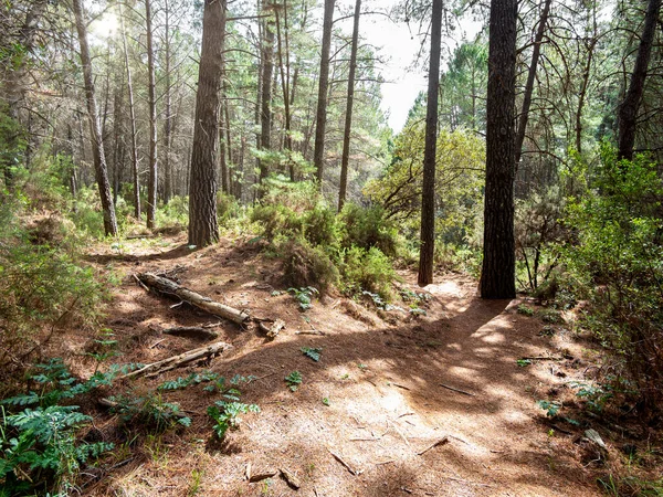 stock image Pine trunk in the middle of a Mediterranean pine forest in Spain.