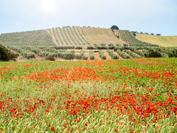 Güzel renkli çiçekler. Çok renkli yaz çayırlarında kırmızı gelincik çiçekleri, arka planda zeytin tarlaları, Endülüs tarımı, İspanya.