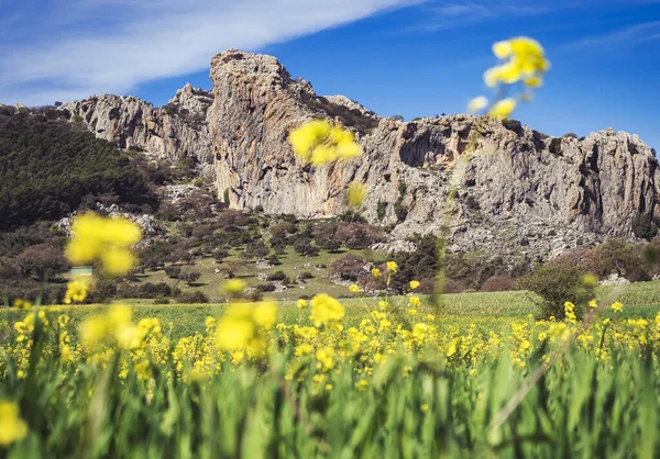 Schöne Frühlingslandschaft Mit Einem Feld Gelber Wildblumen Felsige Berge Horizont — Stockfoto