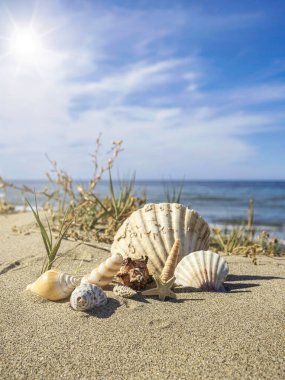 Kumlu bir sahilde deniz kabukları olan bir manzara. İspanya, Marbella 'daki Cabopino plajı. Yaz, tatil konsepti.