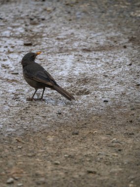 Karatavuk yerde yan bakıyor