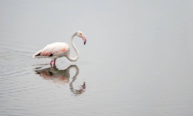 Guadalhorce nehrinin ağzındaki göçmen flamingo, Malaga, İspanya. Malaga şehrinde kuşların entegrasyonu. Sürdürülebilirlik.