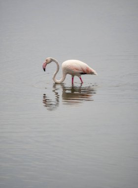 Guadalhorce nehrinin ağzındaki göçmen flamingo, Malaga, İspanya. Malaga şehrinde kuşların entegrasyonu. Sürdürülebilirlik.