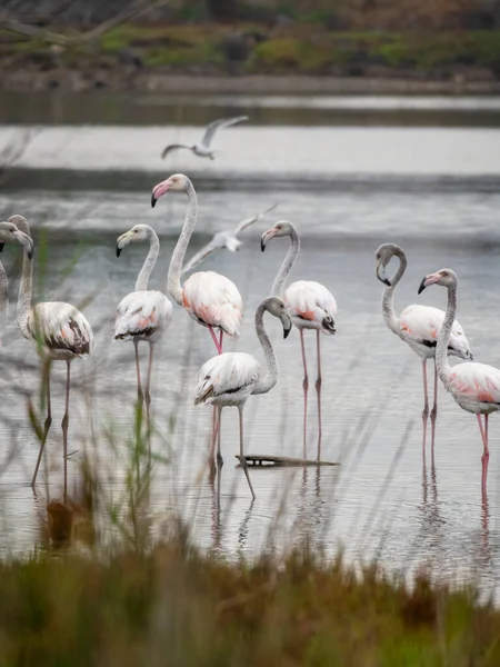Grupo Flamingos Foz Rio Guadalhorce Málaga Espanha Integração Aves Cidade — Fotografia de Stock