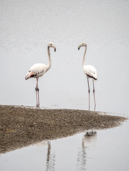 Dois Flamingos Olhando Para Outro Foz Rio Guadalhorce Málaga Espanha — Fotografia de Stock