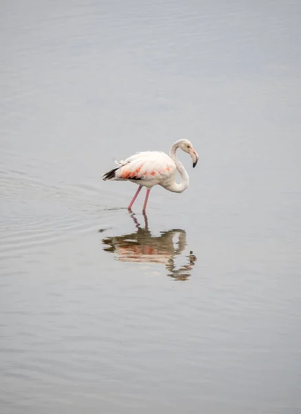 Migratory Flamingo Mouth Guadalhorce River Malaga Spain Integration Birds City — Stock Photo, Image