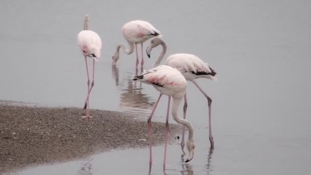 Flamingos Vid Mynningen Floden Guadalhorce Malaga Spanien — Stockvideo