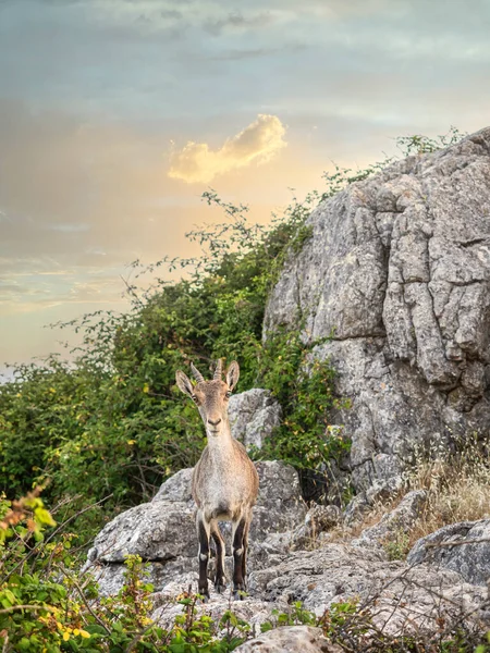 İspanya 'nın Torcal Doğal Parkı' ndaki bir uçurumda dağ keçisi.
