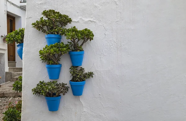 Blue pots with green plants stand out against a white wall in an old Andalusian village.