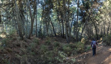 Enerjik bir kadın, sırtında sırt çantası, dingin ormanı keşfetmek, uzun yeşil ağaçların arasından süzülen güneş..