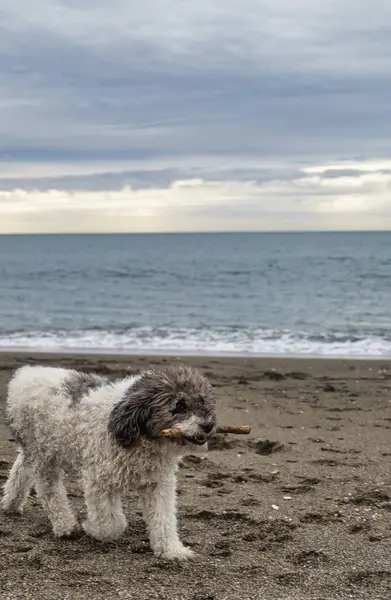 Spanish water dog with a stick in its mouth walking along the seashore.