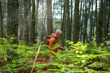 Şapkalı, turuncu ceketli, sırt çantalı, çam ormanında nemli eğrelti otlarını okşayan, doğa ve sürdürülebilirliği seven olgun bir adam..
