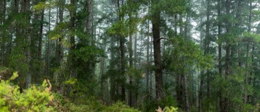 Endülüs 'te bahar, İspanya' da ince bir sisle kaplanmış bir çam ormanının panoramik fotoğrafı..
