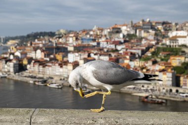 Ön planda bir martı, arka planda ise Oporto şehrinin nehir kıyısındaki eski çeyreklik..