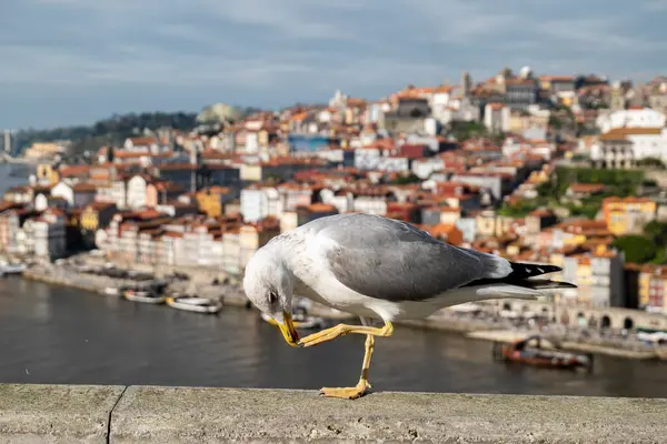 Ön planda bir martı, arka planda ise Oporto şehrinin nehir kıyısındaki eski çeyreklik..
