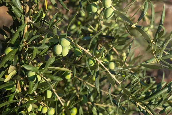 İspanya 'nın Endülüs kırsalında zeytin dolu bir zeytin ağacının yatay fotoğrafı..