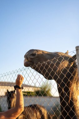 Metal ağ, kırsal yaşam, hayvan-insan ilişkisi yoluyla bir ata yemek vermek.
