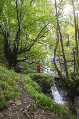 Bask Bölgesi 'nde bir ormanın ortasında şelaleye hayran kırmızı ceketli bir adam..