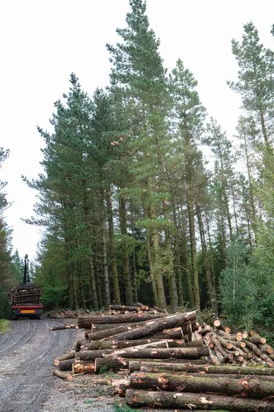 Bir yol ve kütük dolu bir kamyonun yanında bir sürü ağaç kesilen orman..