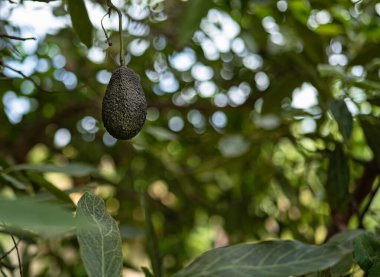 Avokado, Endülüs, İspanya 'da bitki ve ağaçlarla çevrili ekolojik ve sürdürülebilir bir alanda ağacının bir dalına asıldı..