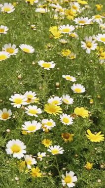  Vahşi papatyalar bahar esintisinde usulca sallanıyor.