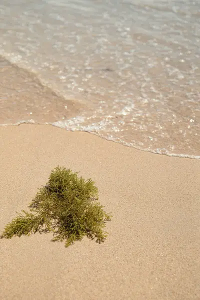 Deniz suyuyla ıslanmış, ayak izi olmayan, kumlu, ıssız bir sahilin fotoğrafı. Ön planda küçük bir yosun. Temiz, sakin ve minimalist imaj, sürdürülebilirlik veya sükunet.