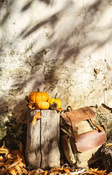 Sonbahar, ormandaki balkabaklarıyla, eski sırt çantasıyla ve ağaç gölgesi olan eski duvarın önündeki kır kütüğüyle sakin bir hayattır..