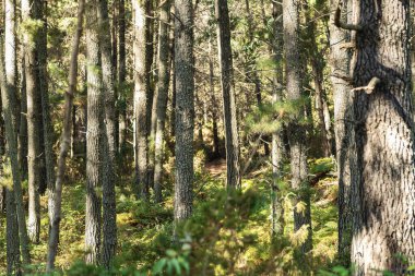 Eğreltiotu kaplı doğal bir ormanda düz çam gövdesi. Bulanık arkaplan ve yumuşak ışık sakin ve saf doğayı iletiyor..
