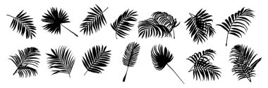 Orman yaprağı silueti. Süslü bitkiler. Grafiksel yaprak siluetleri ve beyaz arka planda izole edilmiş tasarım için elementler. Soyut siyah tropikal palmiye yaprakları. Vektör seti