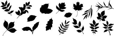 Yaprak silueti dizaynı, vektör yaprakları. Botanik yaprak klipsleme sanatı, doğa ikonları, bitki grafikleri, yaprak çizimleri, dekoratif elementler, doğa desenleri