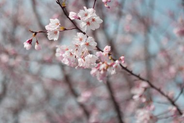 Zarif mimari kompozisyon, kapak ve arkaplan çizimleri